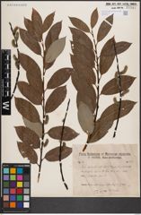 Foto von Salix daphnoides Vill.